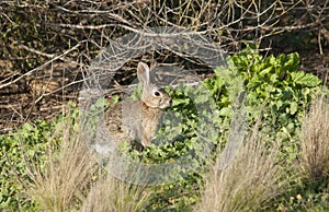 Desert Cottontail Rabbit Sylvilagus audubonii in the Meadow