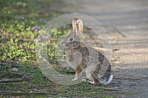 Desert Cottontail Rabbit Sylvilagus audubonii in the Meadow