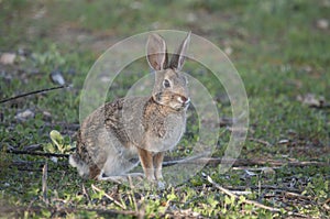 Desert Cottontail Rabbit Sylvilagus audubonii in the Meadow