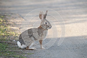 Desert Cottontail Rabbit Sylvilagus audubonii in the Meadow