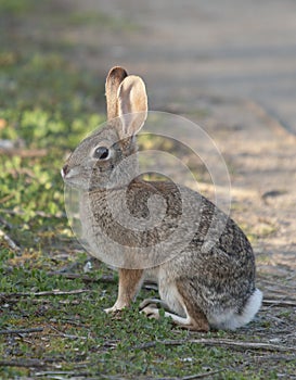 Desert Cottontail Rabbit Sylvilagus audubonii in the Meadow