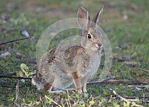 Desert Cottontail Rabbit Sylvilagus audubonii in the Meadow