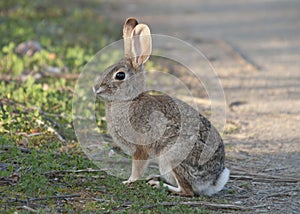 Desert Cottontail Rabbit Sylvilagus audubonii in the Meadow