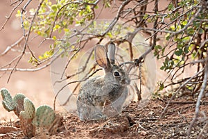 Desert cottontail rabbit under a scrub oak bush next to a prickly pear cactus