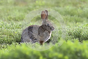 Desert Cottontail sylvilagus audubonii