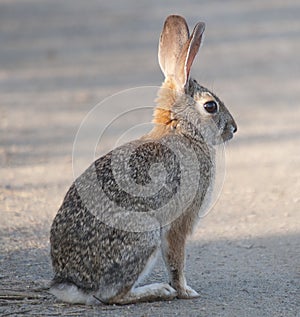 Desert Cottontail Rabbit Sylvilagus audubonii photo