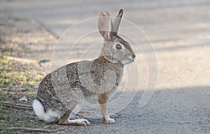 Desert Cottontail Rabbit Sylvilagus audubonii