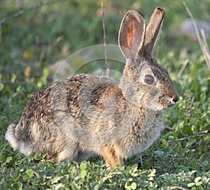 Desert Cottontail Rabbit Sylvilagus audubonii in the Meadow photo