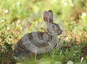 Desert Cottontail (Sylvilagus audubonii) in shade.