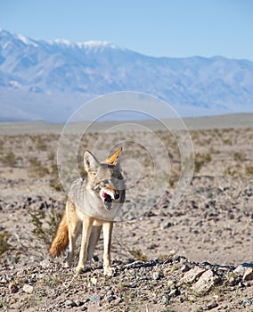 Desert Coyote
