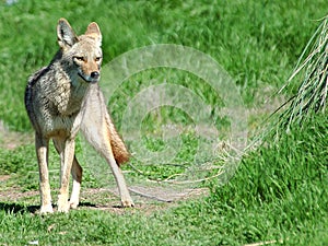 Desert Coyote 5