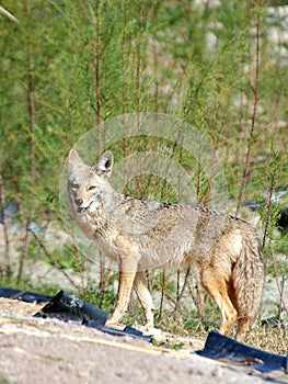Desert Coyote