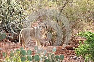 Desert Coyote photo