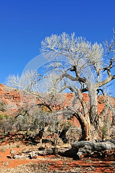 Desert deadwood photo