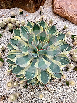 Desert Diamond, (Ariegated Butterfly Agave) Succulent Plant in a Cactus House Plant