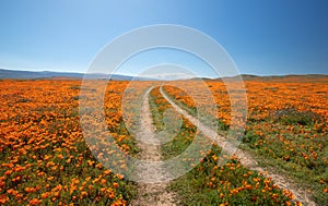 Desert dirt road through California Golden Orange Poppies under blue sky in the high desert of southern California