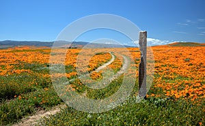 Desert dirt road by fence post through California Golden Orange Poppies under blue sky in the high desert of southern California