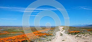 Desert dirt road on hill through California Golden Orange Poppies under blue sky in the high desert of southern California