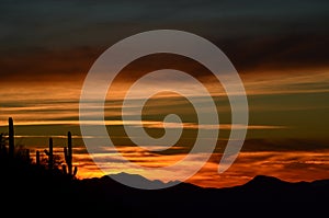 Desert Dreamtime, Saguaro Sentinels, Saguaro National Park, Sonoran Desert