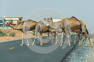 Desert dromedary camels crossing the road in the United Arab Emirates in the Middle East