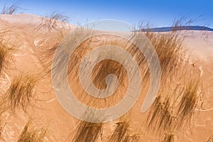 Desert dune grass
