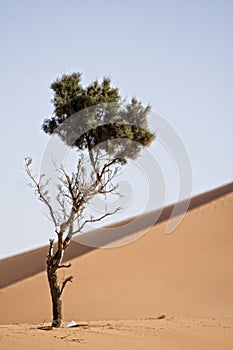 Deserto duna 