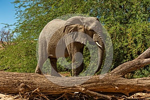 Desert elephant on the banks of the dry Ugab river, Namibia