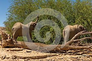 Desert elephant on the banks of the dry Ugab river, Namibia