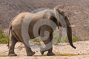 Desert elephant in the bed of the Hoanib river, Namibia