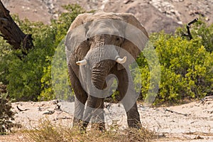 Desert elephant in the bed of the Hoanib river, Namibia