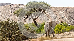 Desert elephant in the bed of the Hoanib river, Namibia