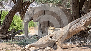 Desert elephant in the bed of the Hoanib river, Namibia