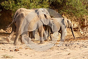Desert elephant deserts and nature in national parks