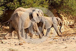 Desert elephant deserts and nature in national parks