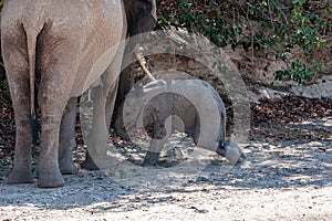 A Desert Elephant and her feeding calf in Namibia