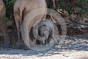 A Desert Elephant and her feeding calf in Namibia