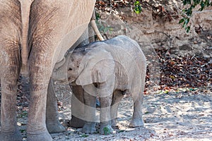 A Desert Elephant and her feeding calf in Namibia