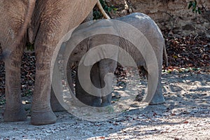 A Desert Elephant and her feeding calf in Namibia