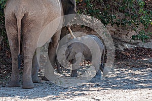 A Desert Elephant and her feeding calf in Namibia