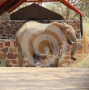 Wild African desert elephant luxury tent safari camp, Damaraland, Namibia