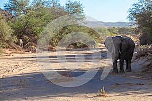 desert elephant mammal african pachyderm namibia africa