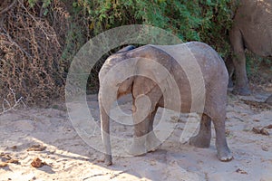 desert elephant mammal african pachyderm namibia africa