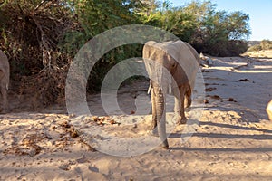 desert elephant mammal african pachyderm namibia africa