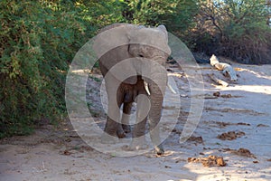 desert elephant mammal african pachyderm namibia africa