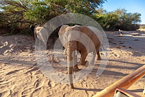 desert elephant mammal african pachyderm namibia africa