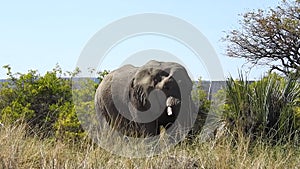 Desert elephant in Palmwag Lodge camp