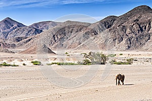 Desert elephant walking in the dried up Hoanib river in Namibia