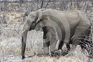 Desert elephant walking in the dried up Hoanib river in Namibia.