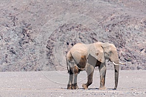 Desert elephant walking in the dried up Hoanib river in Namibia