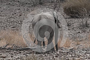 Desert Elephants at Palmwag conservancy, Namibia, Africa